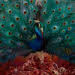 Opeth 'Sorceress'